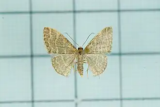 Idaea costiguttata
