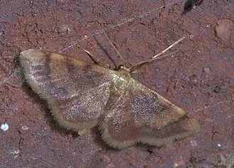Idaea demissaria
