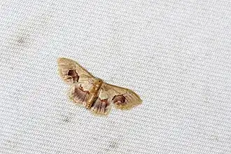 Idaea egenaria