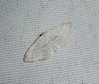Idaea elongaria