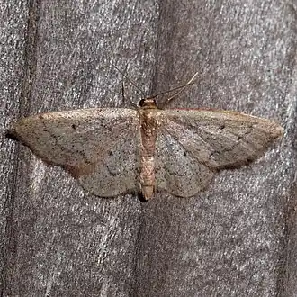 Idaea eremiata