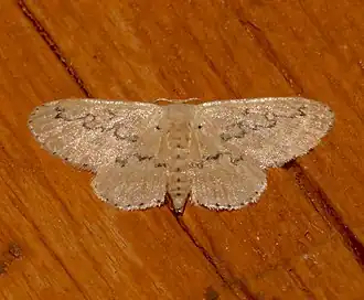 Idaea hilliata