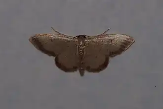 Idaea impexa