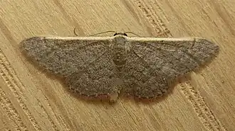 Idaea costaria