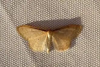Idaea lutulentaria