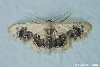 Idaea macrospila