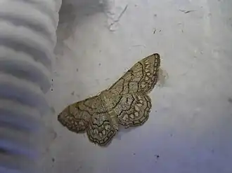 Idaea moniliata
