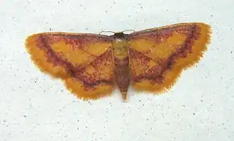 Idaea muricata Geelpurperen spanner