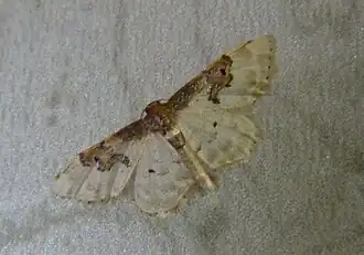 Idaea mustelata