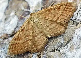 Idaea ochrata Okergele spanner