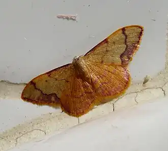 Idaea ostrinaria
