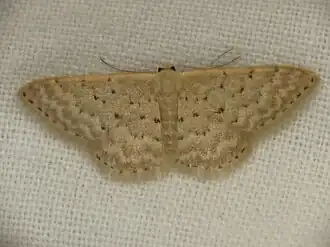 Idaea philocosma