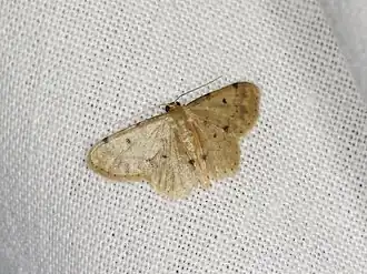 Idaea pilosata