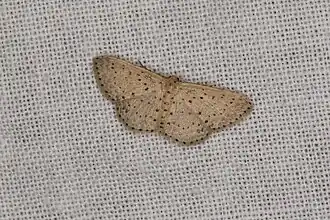 Idaea punctatissima