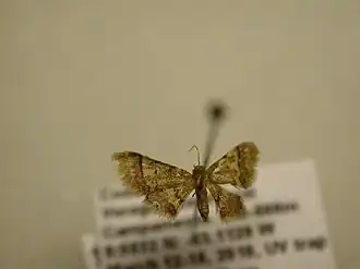 Idaea purpureovittata