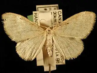 Idaea rotundopennata