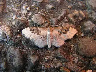 Idaea rusticata Schaduwstipspanner