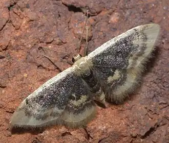 Idaea scintillularia