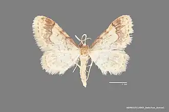 Idaea skinnerata