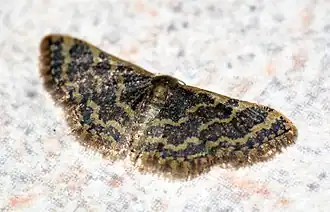Idaea purpurea