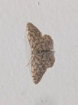 Idaea typicata