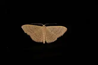 Idaea uniformis