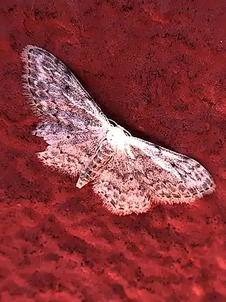 Idaea vesubiata