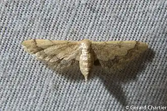 Idaea violacea