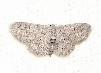 Idaea violacearia