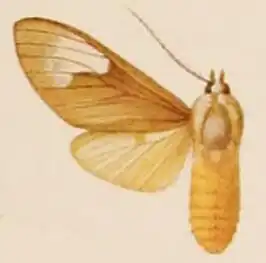 Idalus felderi