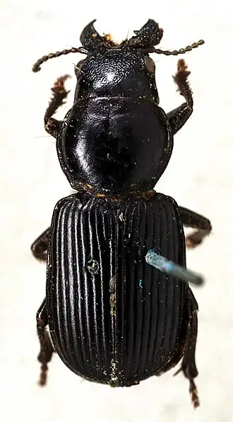 Idiomorphus guerini