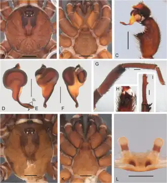 Idiops pirassununguensis