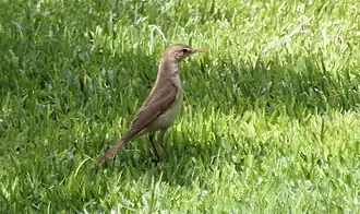 Westelijke vale spotvogel