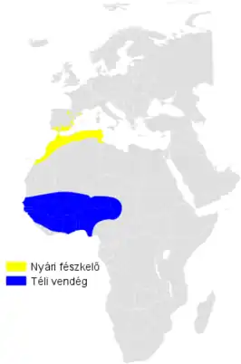 Westelijke vale spotvogel