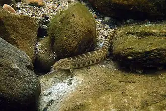 Iksookimia koreensis