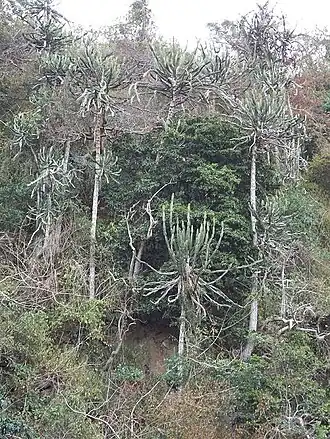 boomeuphorbia's (Euphorbia triangularis) in Ilanda KwaZulu-Natal