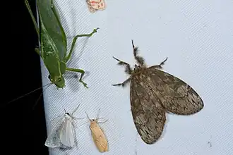 Dasychira nachiensis