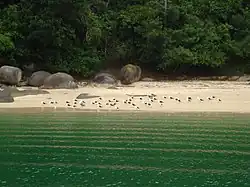 Een strand met een groep kelpmeeuwen op het Ilha do Pelado
