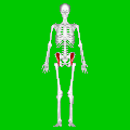 musculus iliacus (rood)