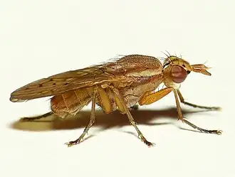 Gewone stipslakvlieg