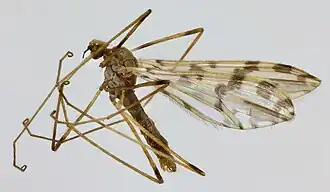 Ilisia occoecata