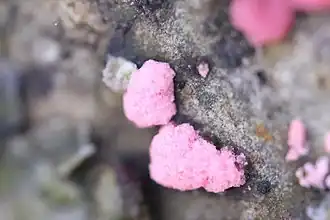 Illosporiopsis christiansenii