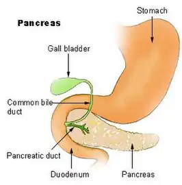 Ductus pancreaticus accessorius