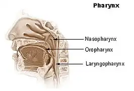 {Pharynx