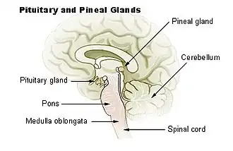 pijnappelklier (aangegeven als pineal gland) in de hersenen