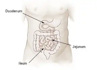 Het ileum of de kronkeldarm