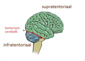 Tentorium cerebelli