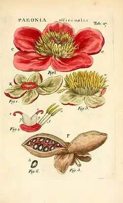 Paeonia officinalis (boerenpioen) uit: Illustratio systematis sexualis Linnaeani