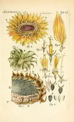 Helianthus annuus (zonnebloem) uit: Illustratio systematis sexualis Linnaeani