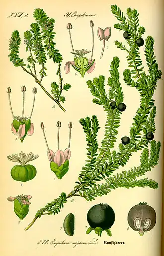 De ondersoort Empetrum nigrum subsp. nigrum heeft eenslachtige en de ondersoort Empetrum nigrum subsp. hermaphroditum tweeslachtige bloemen